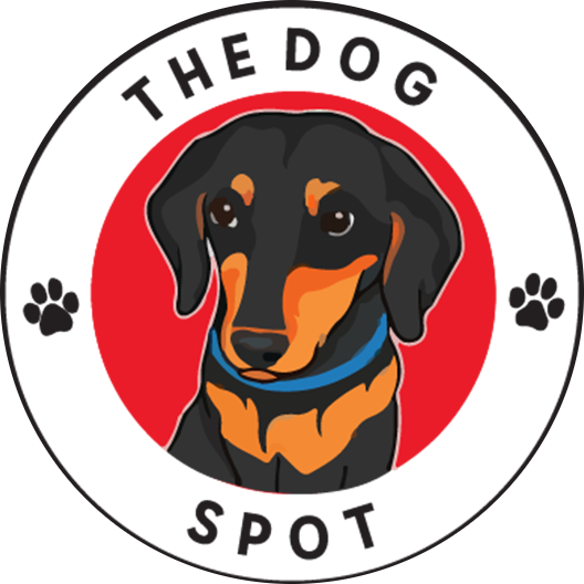 In Home Pet Sitting, Pet Sitter, Professional Pet Sitting