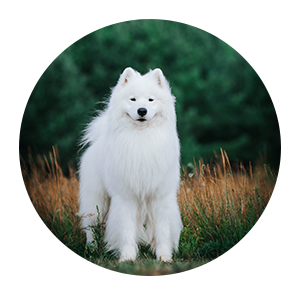 Search for a dog walker