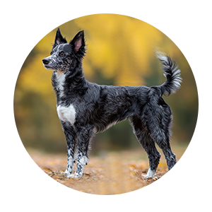 Organise a free meet